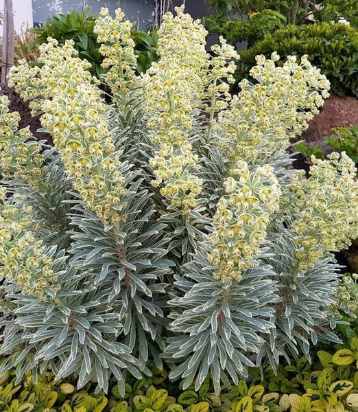 Euphorbia 'Silver Swan'